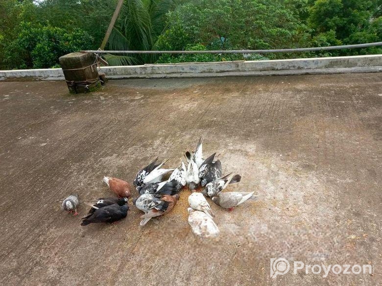 কিছু কবুতর ও খোব বিক্রি হবে