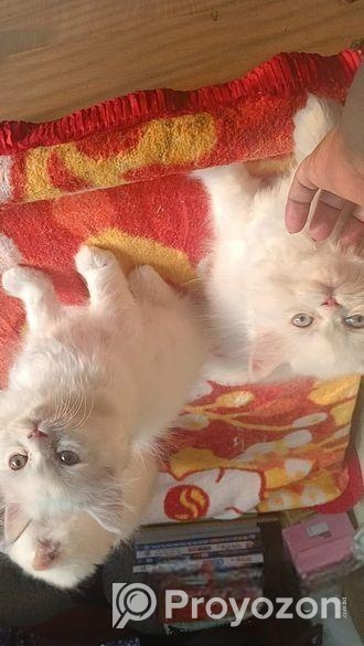 Traditional Parisian cat