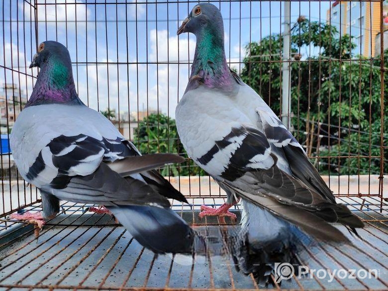 রানিং রেসার বিক্রি হবে