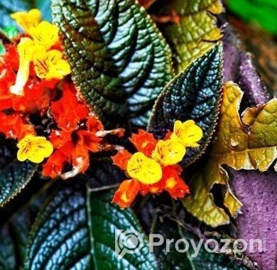 কানকুয়া ফুল