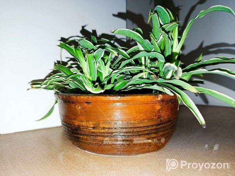 স্পাইডার প্ল্যান্ট