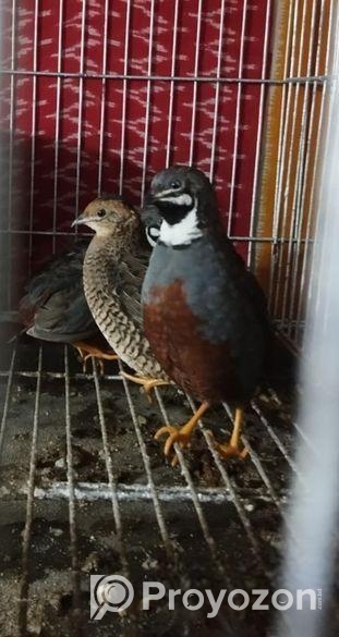 কিং কোয়েল