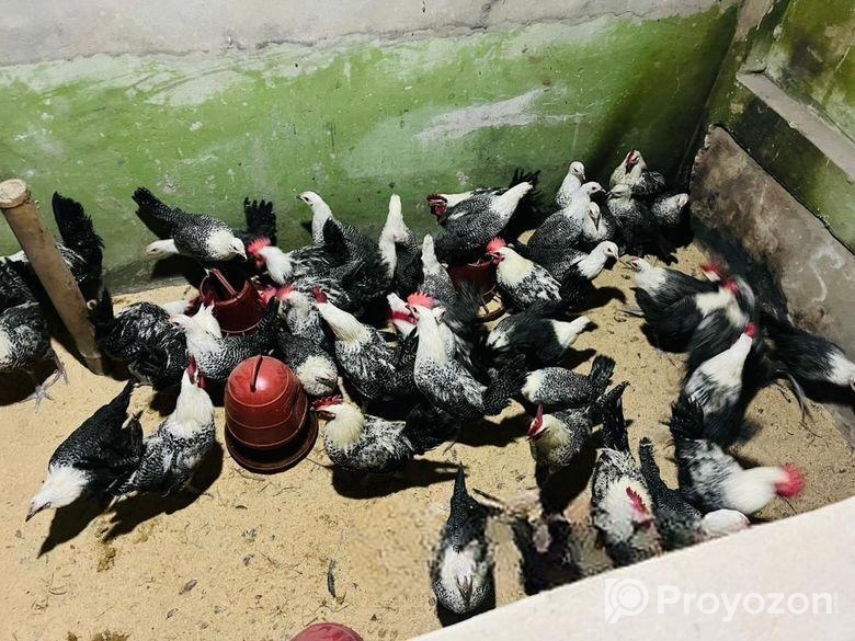 মিশরি ফাউমি মুরগী