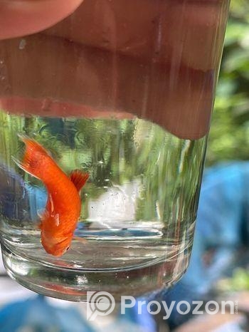 প্লাটি মাছ