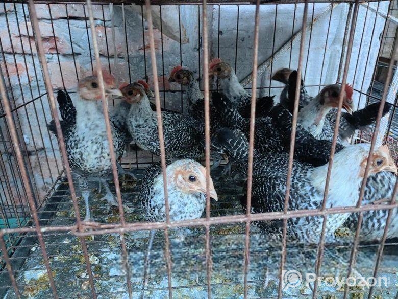 ফাওমি মুরগির বাচ্চা