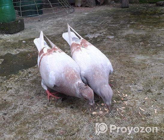 জালালি ও মিলি বাচ্চা