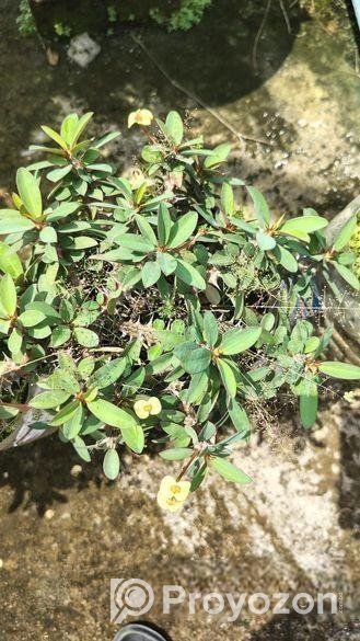 কাটামুকুট গাছ