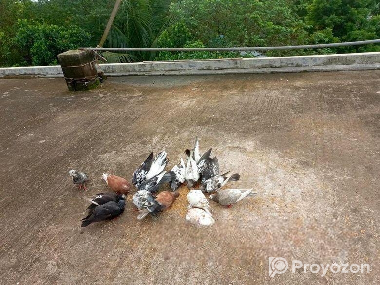 কিছু কবুতর ও খোব বিক্রি হবে