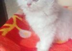 My cat sale hobe