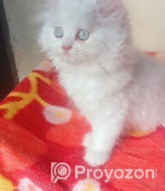 My cat sale hobe