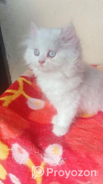 My cat sale hobe