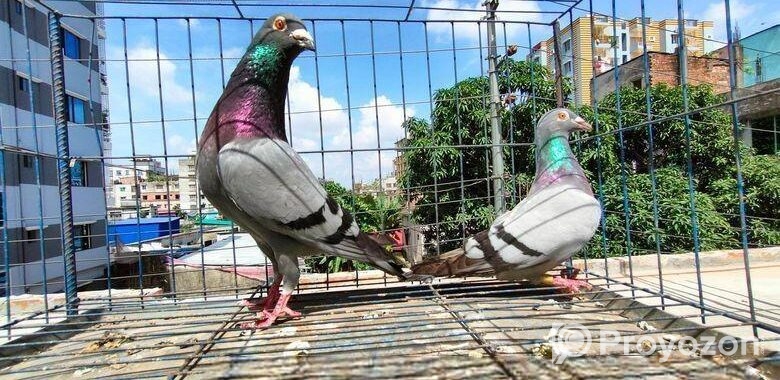 রানিং রেসার বিক্রি হবে