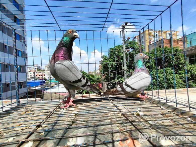 রানিং রেসার বিক্রি হবে