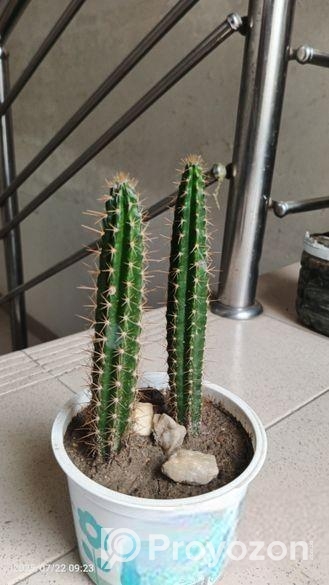 ক্যাকটাস গাছ