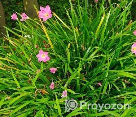 Rain Lily রেন লিলি
