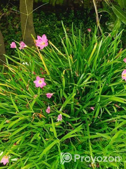 Rain Lily রেন লিলি