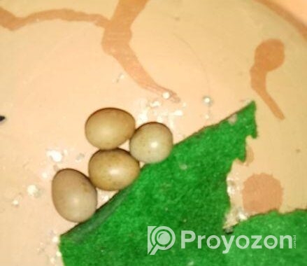 কিং কোয়েল