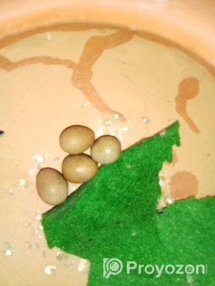 কিং কোয়েল