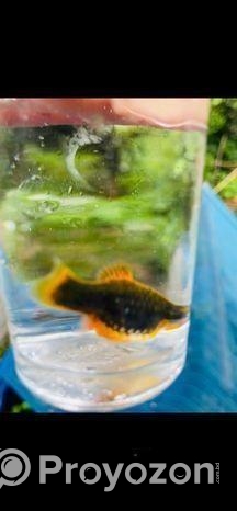 প্লাটি মাছ