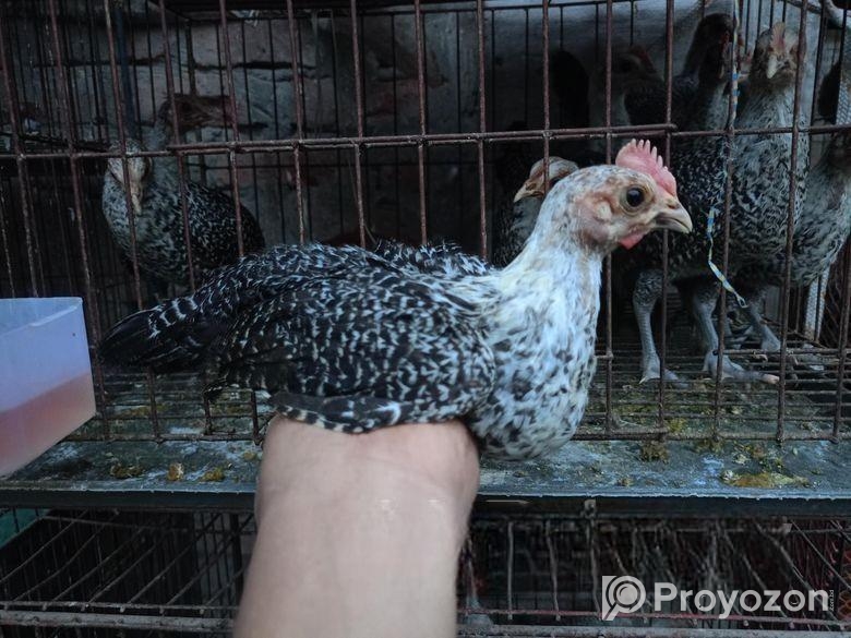 ফাওমি মুরগির বাচ্চা