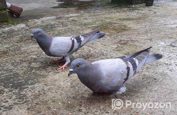 জালালি ও মিলি বাচ্চা