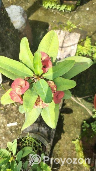 কাটামুকুট গাছ