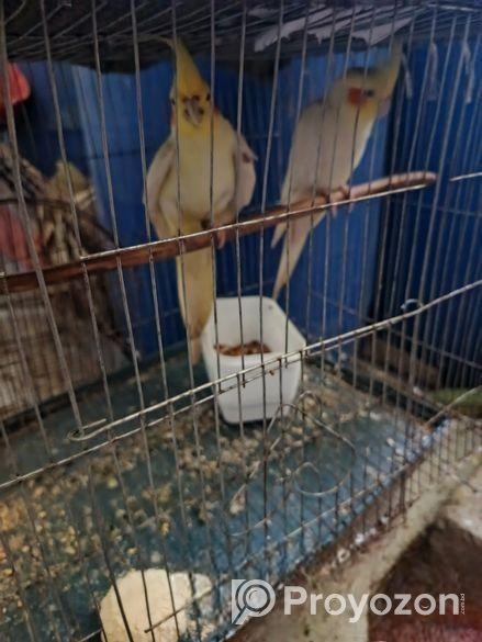 একজোড়া ককাটেল, একটি লাভ বার্ড