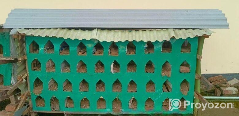 কিছু কবুতর ও খোব বিক্রি হবে