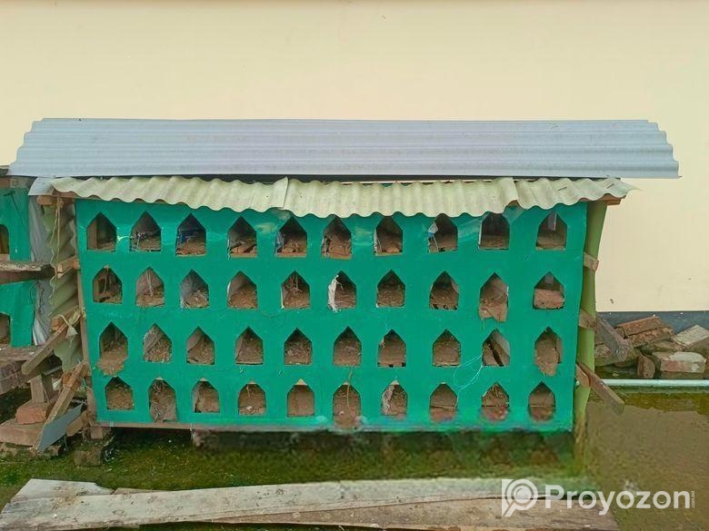 কিছু কবুতর ও খোব বিক্রি হবে