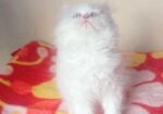 My cat sale hobe