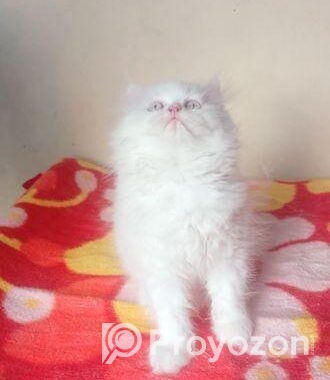 My cat sale hobe
