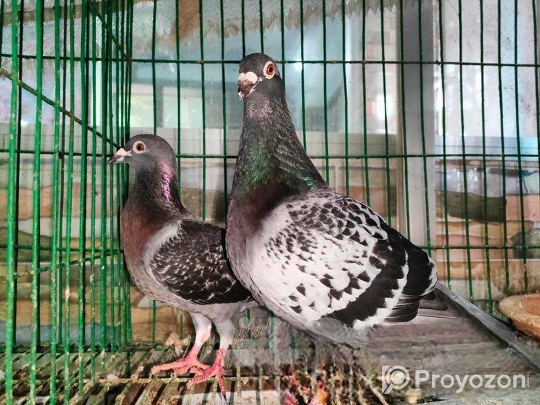 এক জোড়া রানিং মাক্সি রেসার বিক্রি হবে