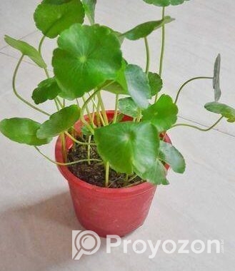 কয়েন প্লান্ট ইনডোর গাছ