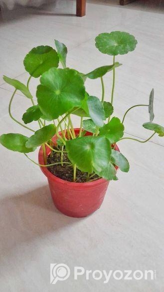 কয়েন প্লান্ট ইনডোর গাছ