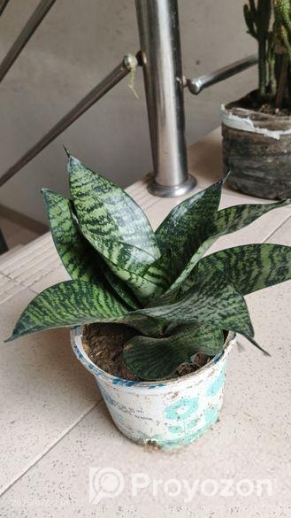 ক্যাকটাস গাছ