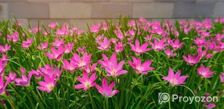 রেন লিলি Rain Lily