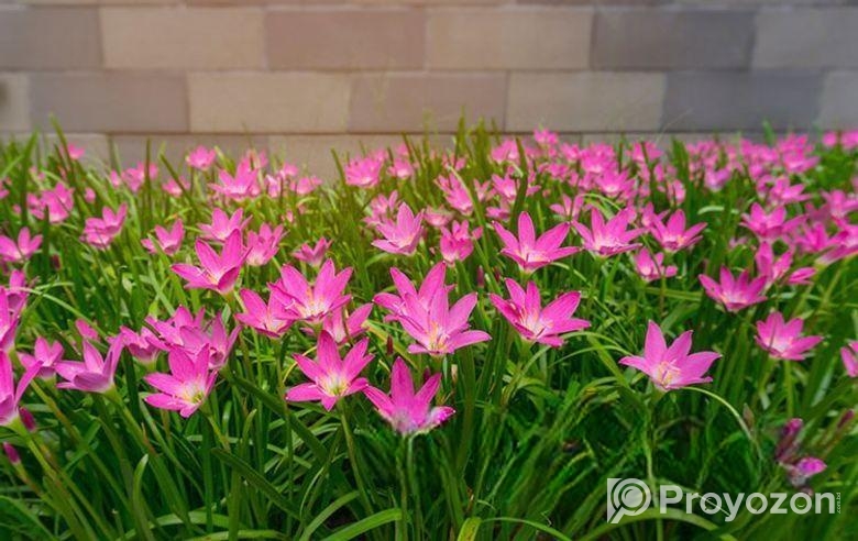 রেন লিলি Rain Lily