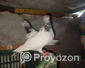 fitted-66_2025-08-20_10-26-33
