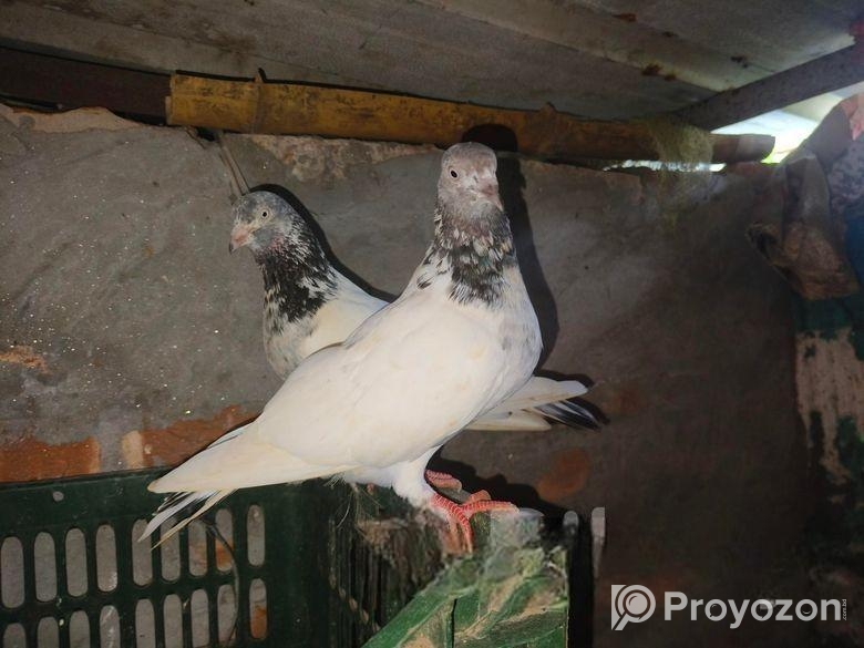 কবুতর বিক্রি হবে