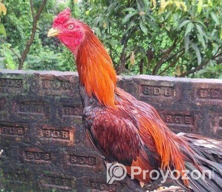 আসিল মুরগা