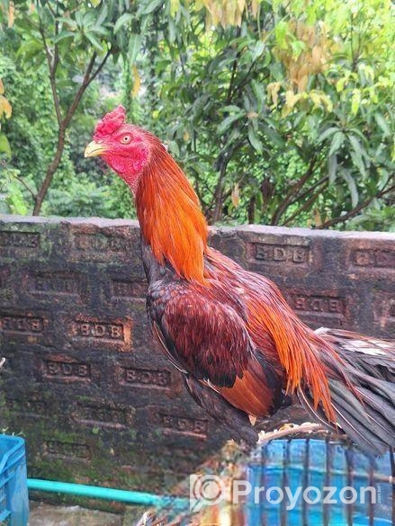 আসিল মুরগা