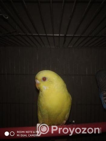 লুটিনো রে ডাইস এডাল্ট ফিমেল