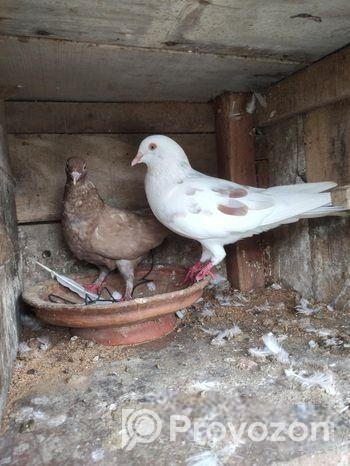 বাংলা রানিং কবুতর।