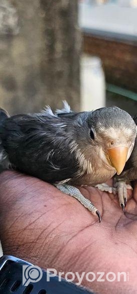 লাভ বার্ড (ফুল টেম)