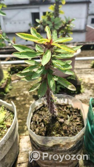 কাটামুকুট গাছ