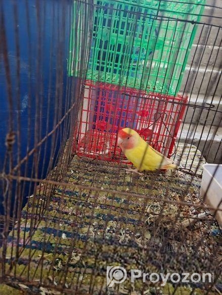 একজোড়া ককাটেল, একটি লাভ বার্ড