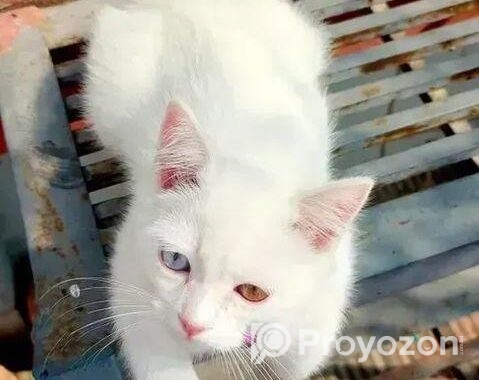 Odd Eye Cat For Sale