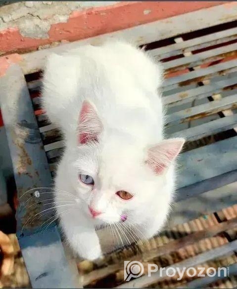 Odd Eye Cat For Sale