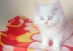 My cat sale hobe
