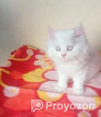 My cat sale hobe